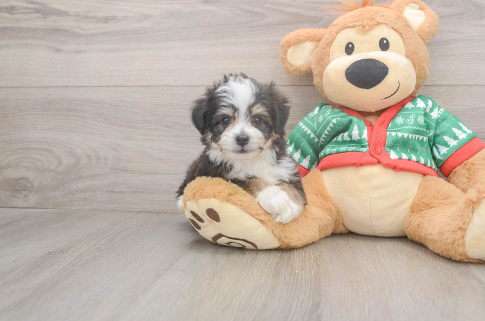 6 week old Aussiechon Puppy For Sale - Premier Pups
