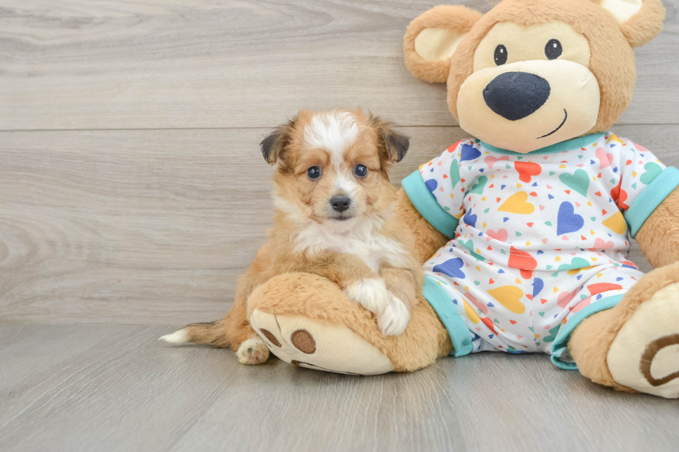 Aussiechon Puppy for Adoption