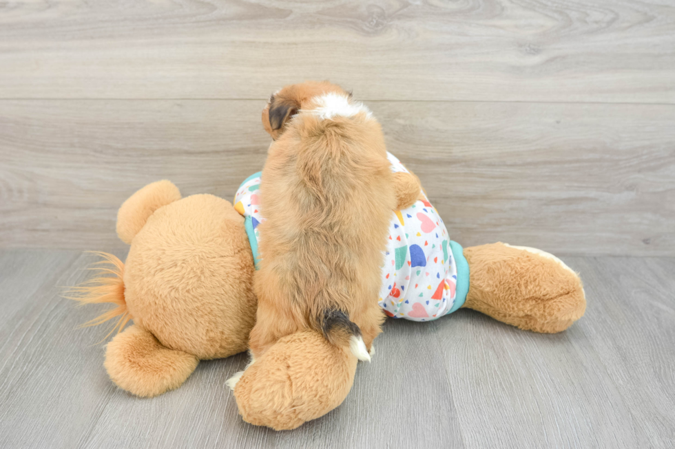 Playful Aussie Bichon Designer Puppy