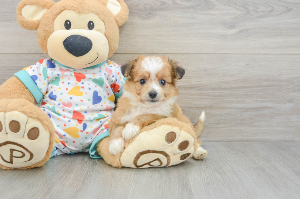 Friendly Aussiechon Baby
