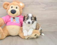 8 week old Aussiechon Puppy For Sale - Premier Pups