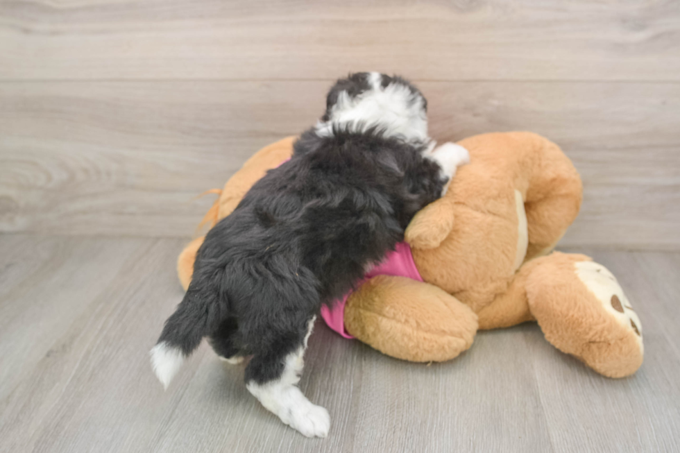 Smart Aussiechon Designer Pup