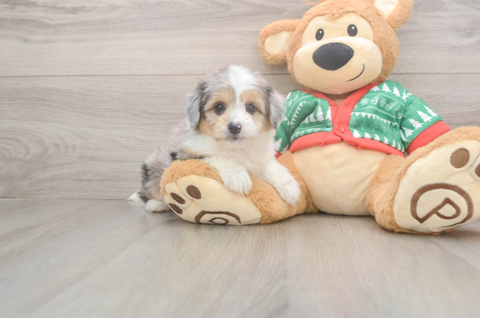 6 week old Aussiechon Puppy For Sale - Premier Pups