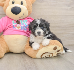 7 week old Aussiechon Puppy For Sale - Premier Pups