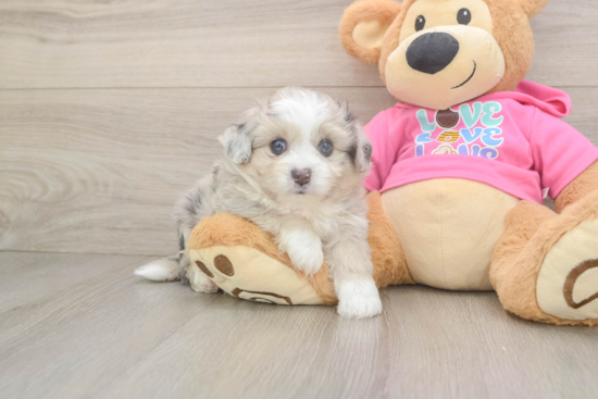 Aussiechon Puppy for Adoption