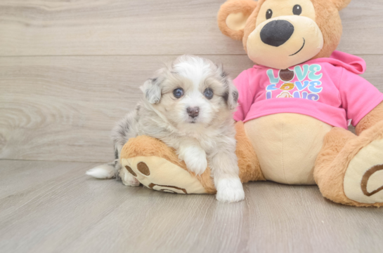 Aussiechon Puppy for Adoption