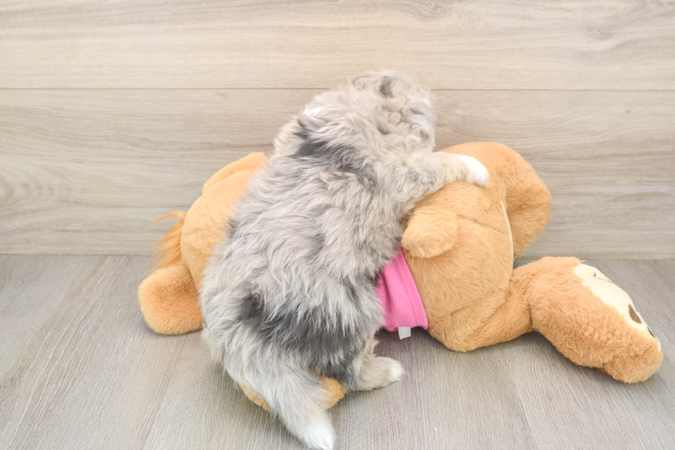 Smart Aussiechon Designer Pup