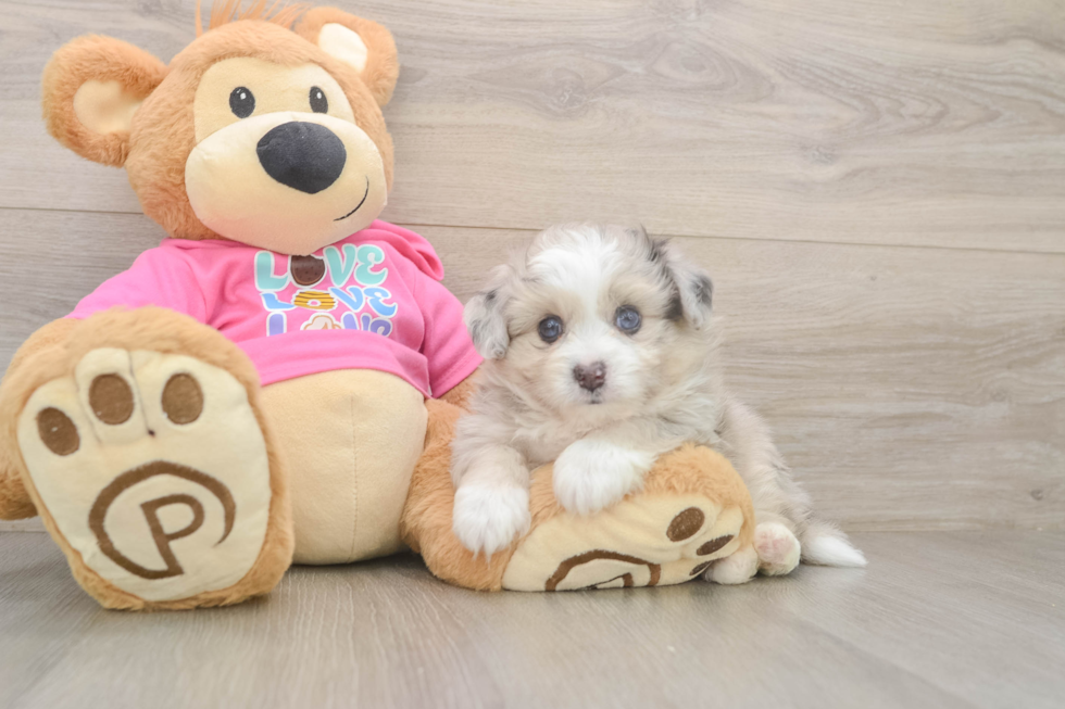 Aussiechon Puppy for Adoption