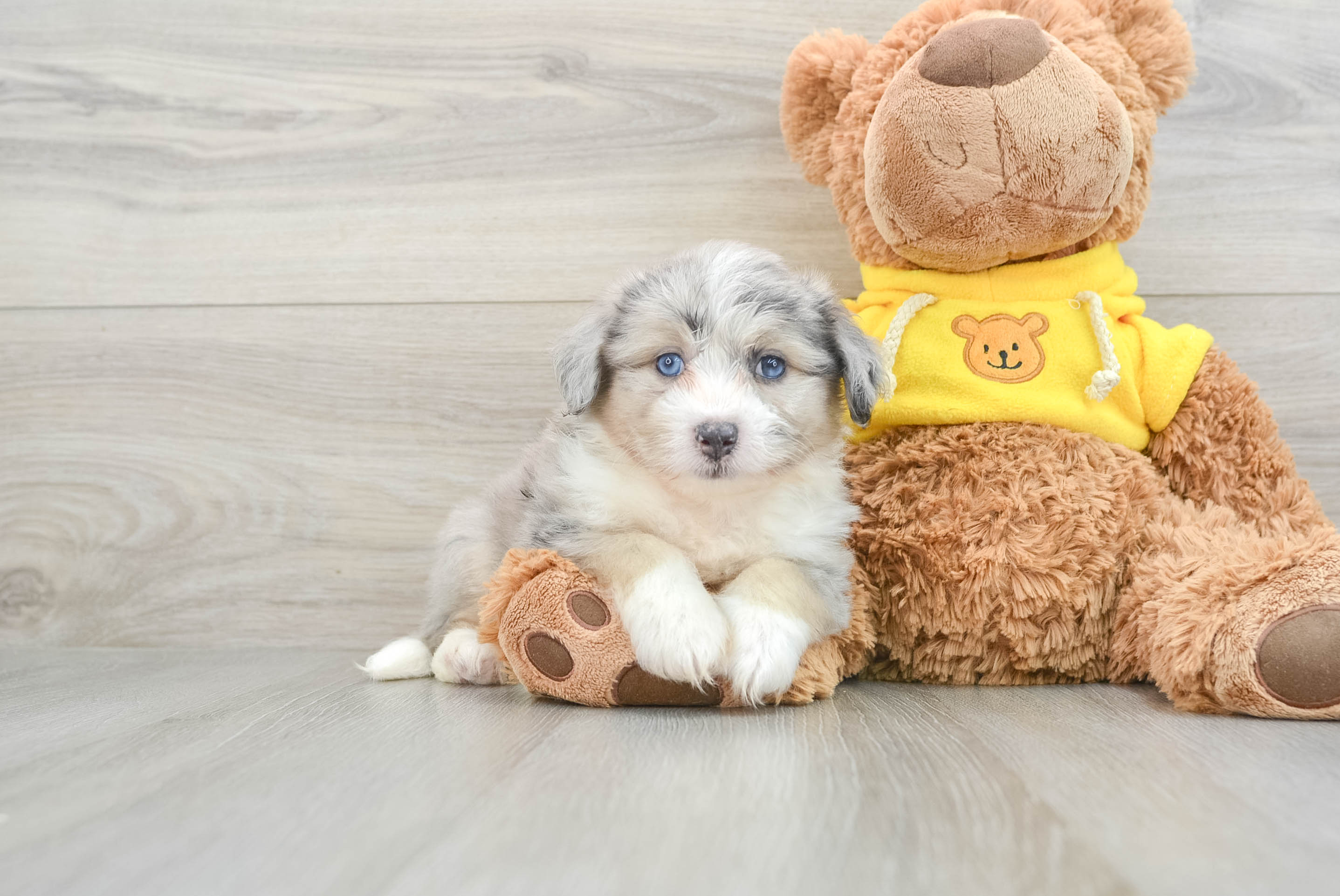Aussiechon Pup Being Cute