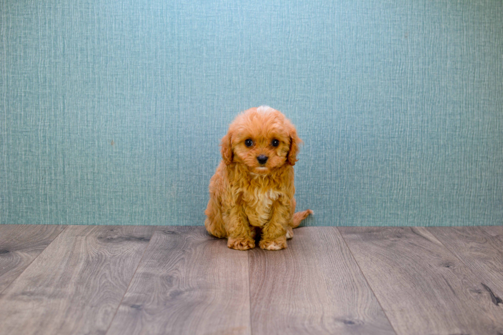 Happy Cavapoo Baby