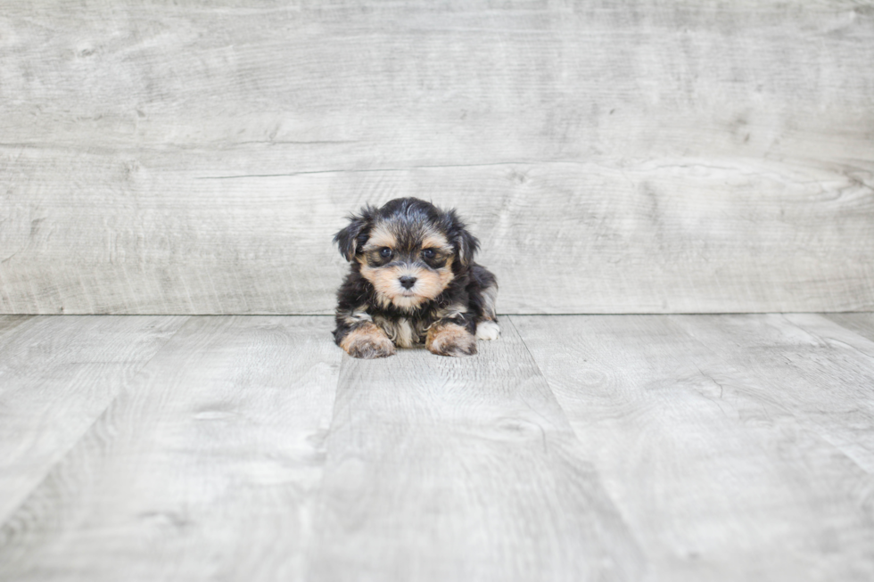 Morkie Puppy for Adoption