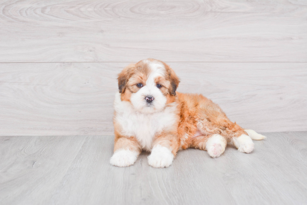 Petite Mini Bernedoodle Poodle Mix Pup