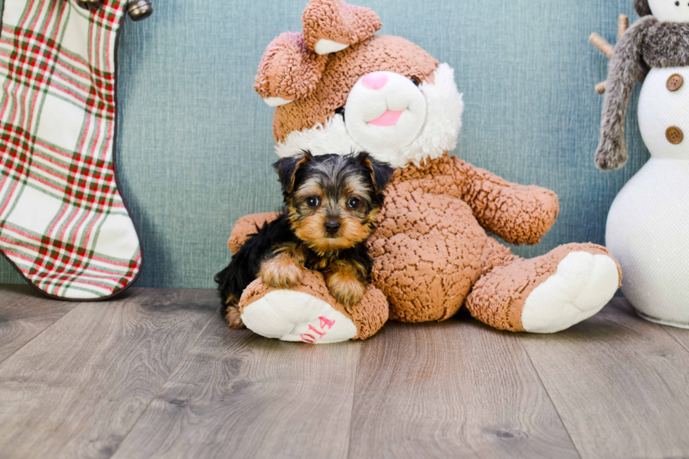 Meet Timmy - our Yorkshire Terrier Puppy Photo 