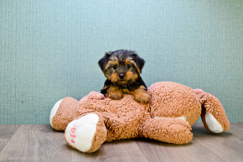 Meet Bella - our Yorkshire Terrier Puppy Photo 