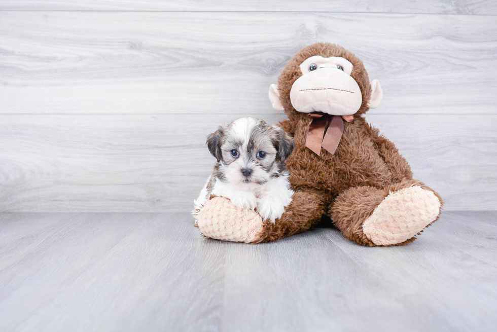 Adorable Shit Designer Puppy