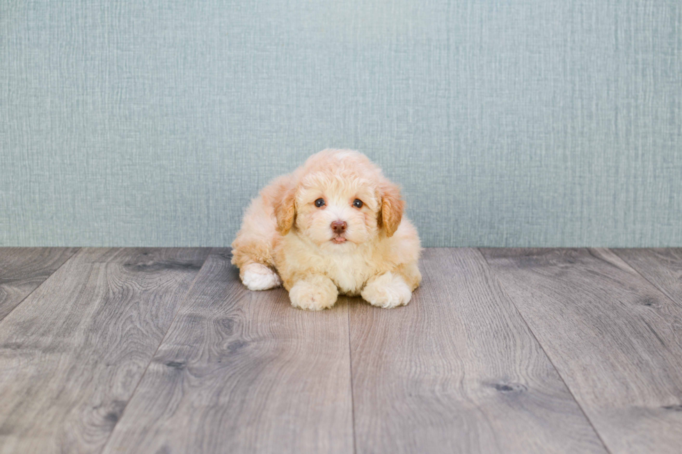 Best Maltipoo Baby