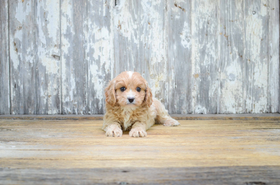 Sweet Cavapoo Baby