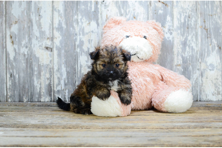 Cute Yorkie Pom Mix Pup