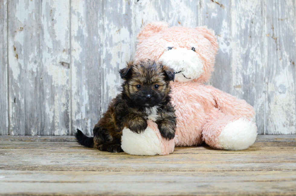Cute Yorkie Pom Mix Pup