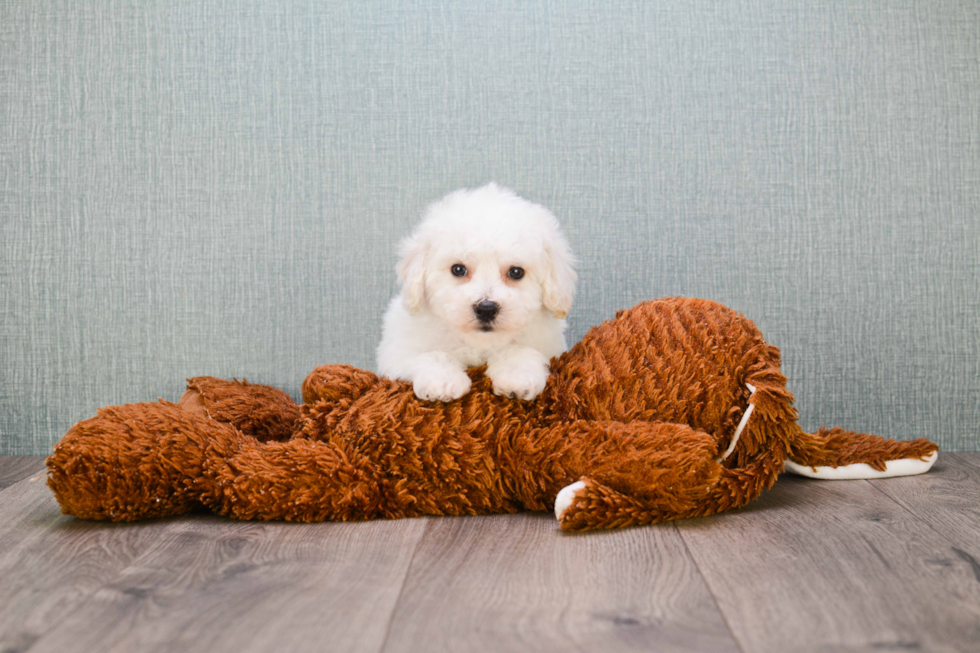 Playful Bichon Frise Purebred Pup