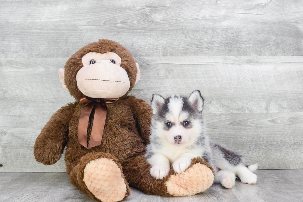 Friendly Pomsky Baby