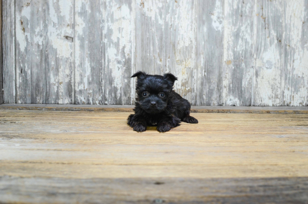 Popular Morkie Designer Pup