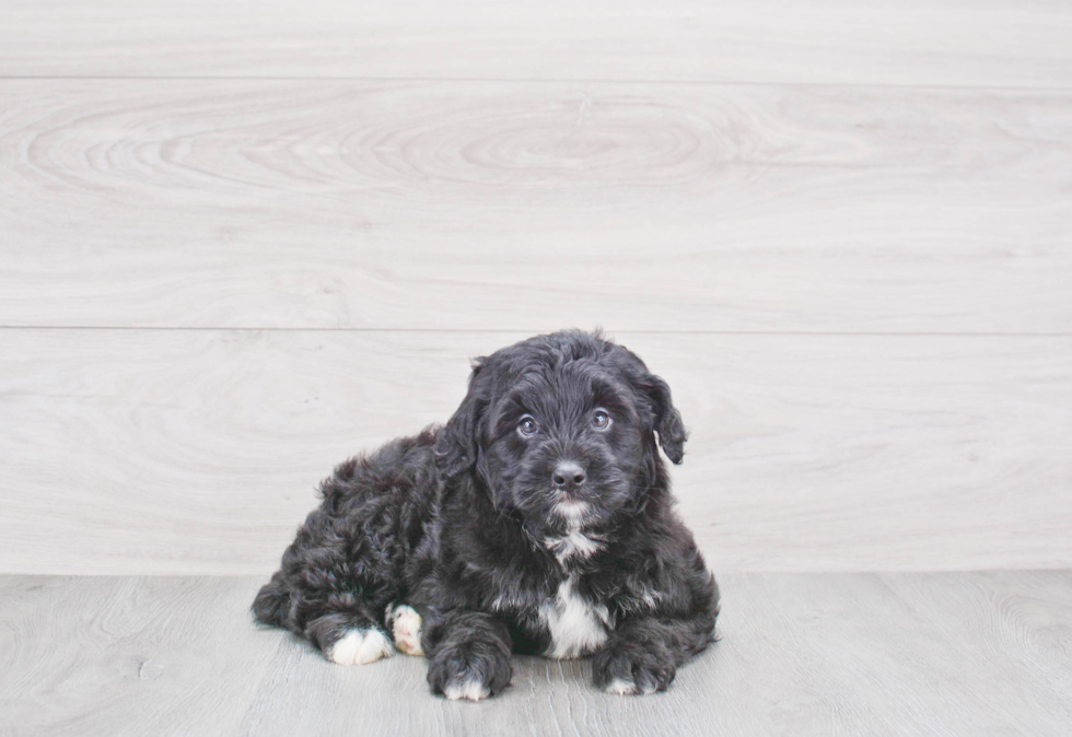 Happy Mini Bernedoodle Baby