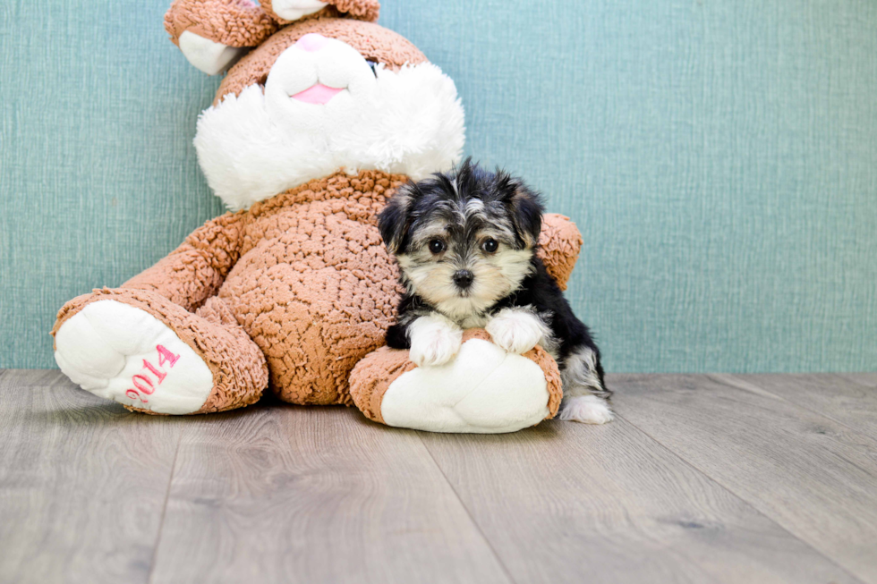 Little Yorkie Designer Puppy