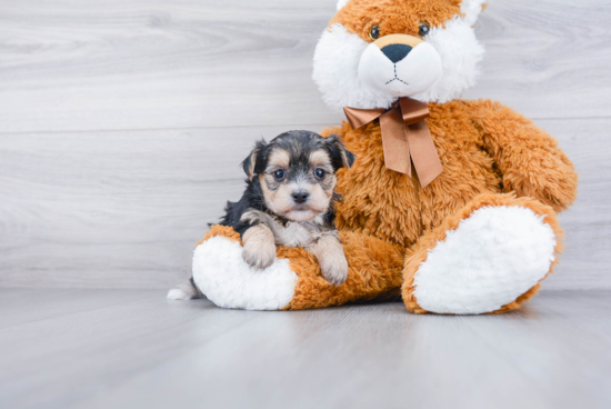 Morkie Puppy for Adoption