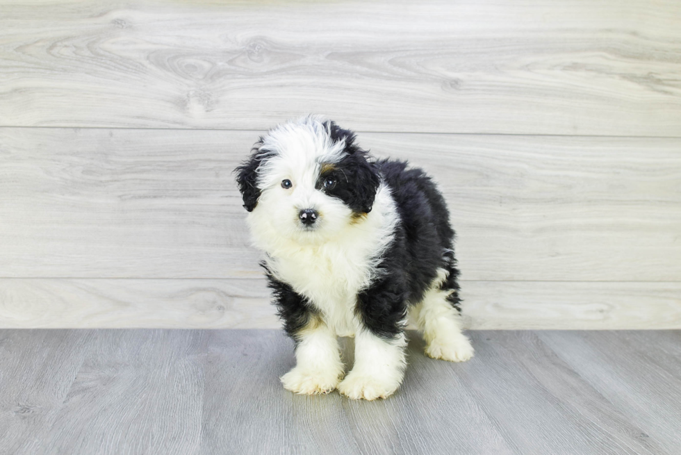 Smart Mini Bernedoodle Poodle Mix Pup