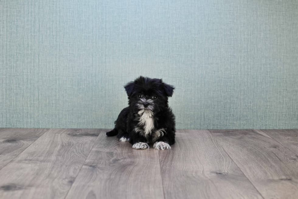 Morkie Puppy for Adoption