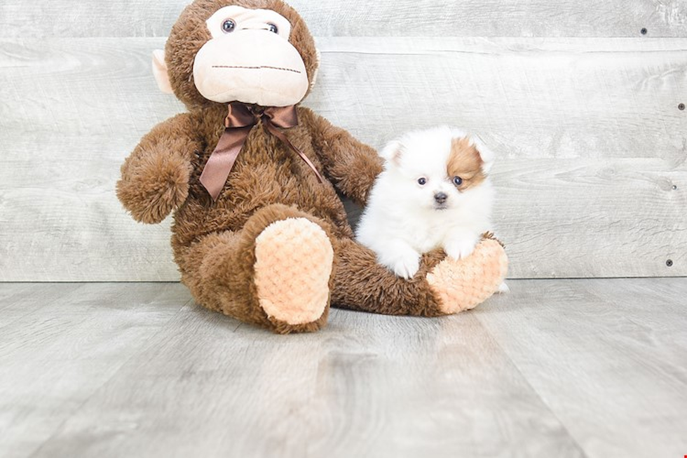 Small Pomeranian Purebred Pup