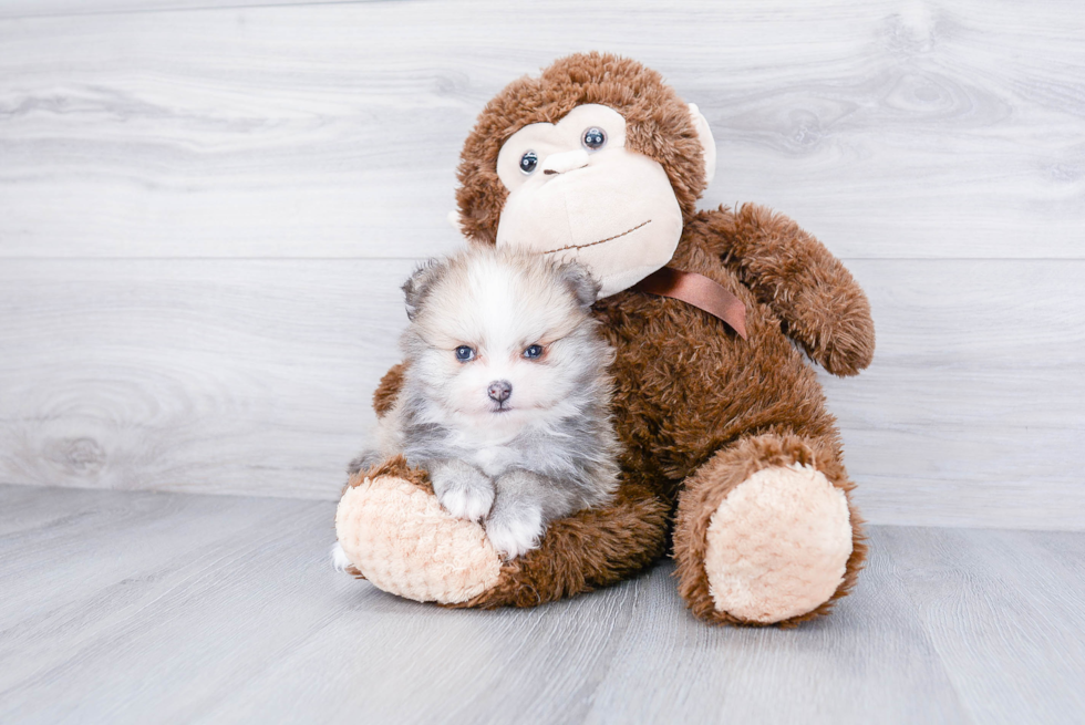 Best Pomeranian Baby