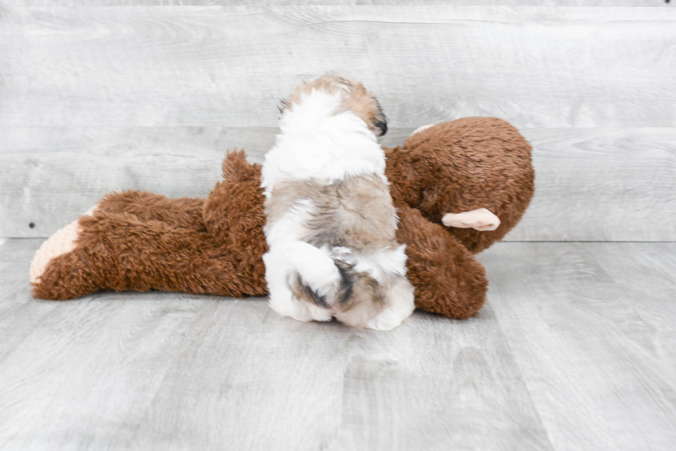 Best Teddy Bear Baby