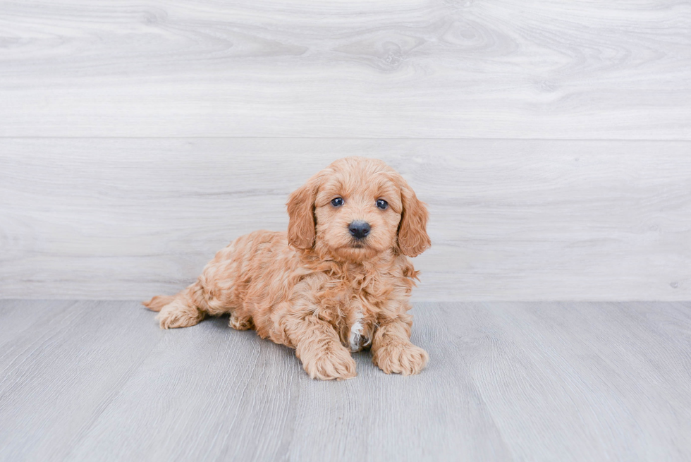 Best Mini Goldendoodle Baby