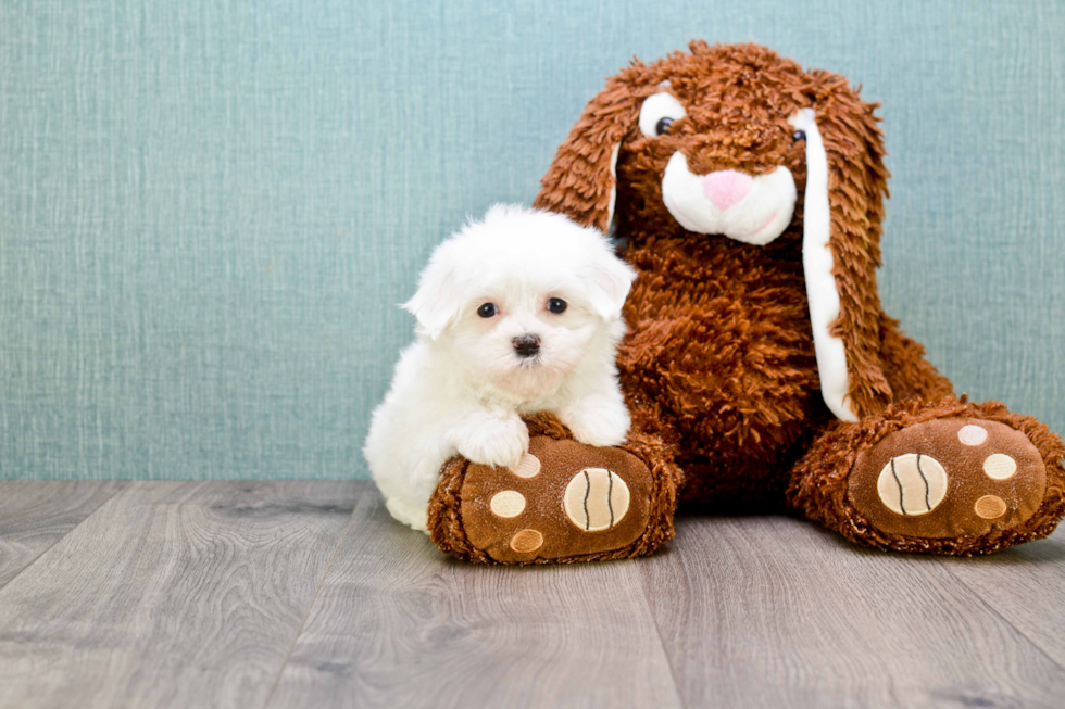 Maltese Puppy for Adoption