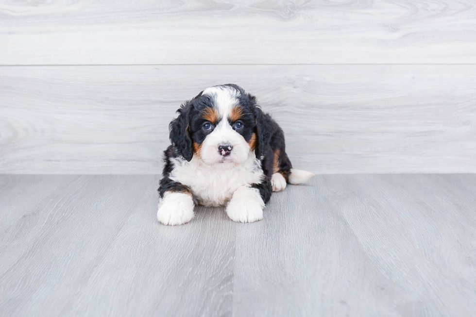 Friendly Mini Bernedoodle Baby