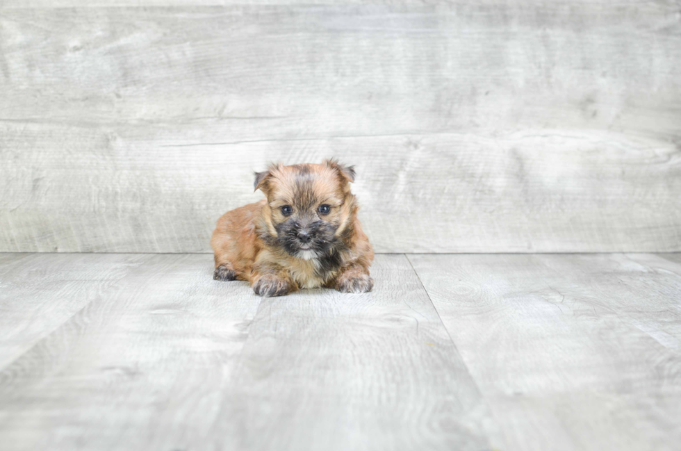 Morkie Puppy for Adoption