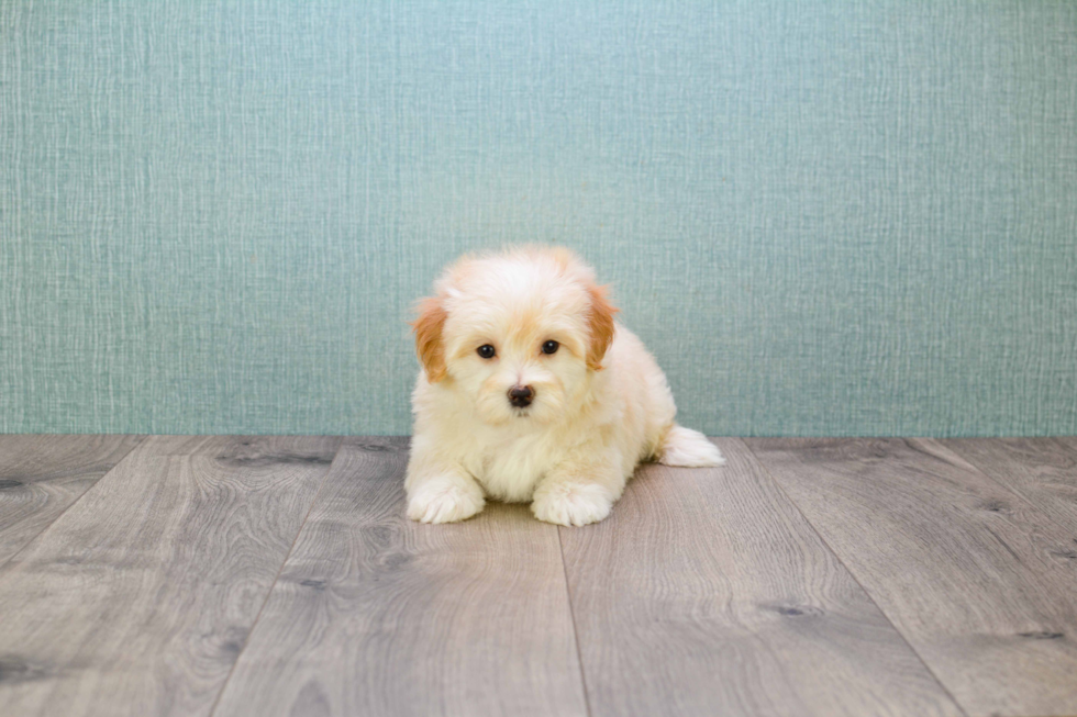 Maltipoo Puppy for Adoption