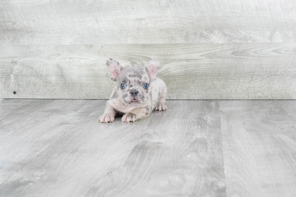 Akc Registered French Bulldog Purebred Pup