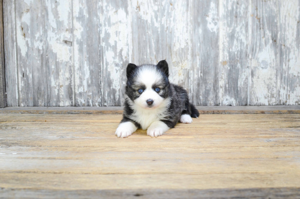 Pomsky Pup Being Cute