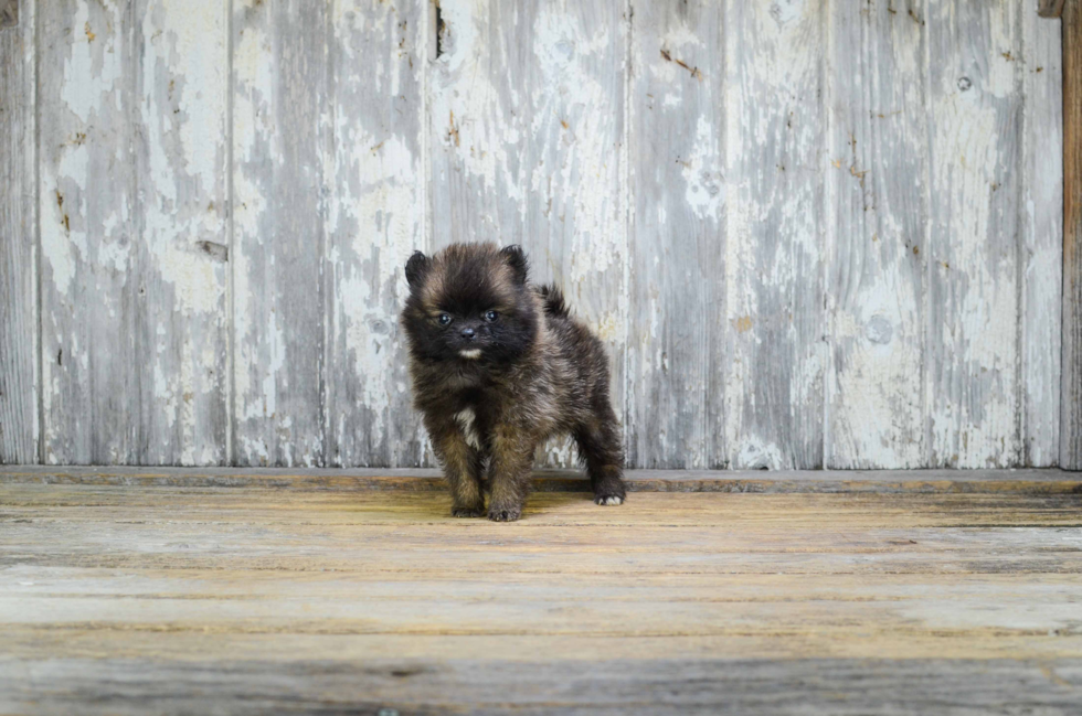 Pomeranian Pup Being Cute