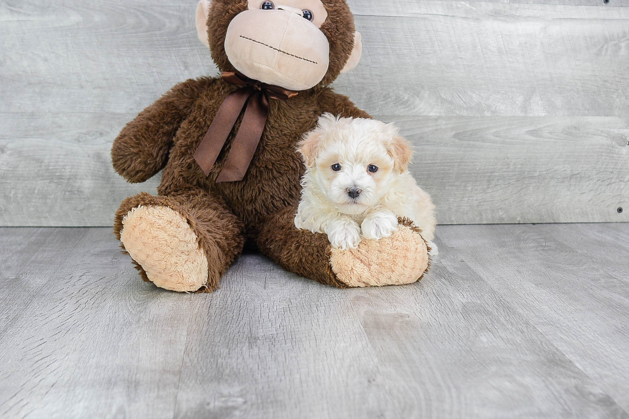 Funny Maltipoo Poodle Mix Pup