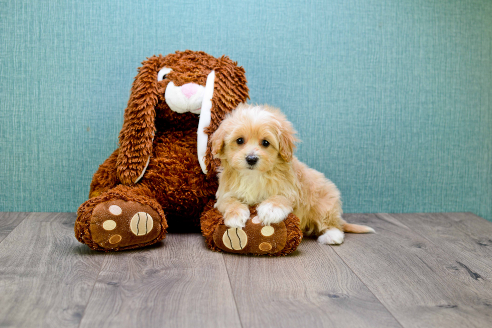 Best Maltipoo Baby