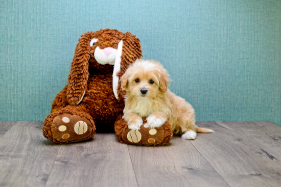 Best Maltipoo Baby
