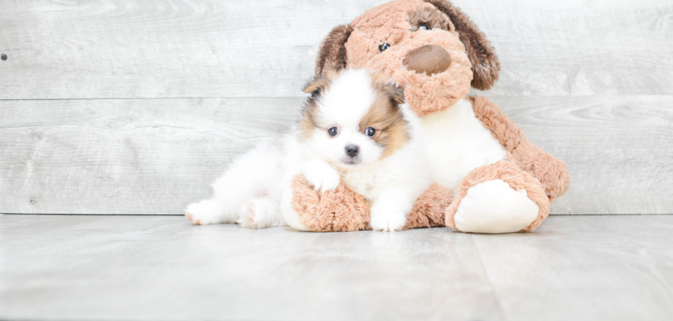 Pomeranian Pup Being Cute