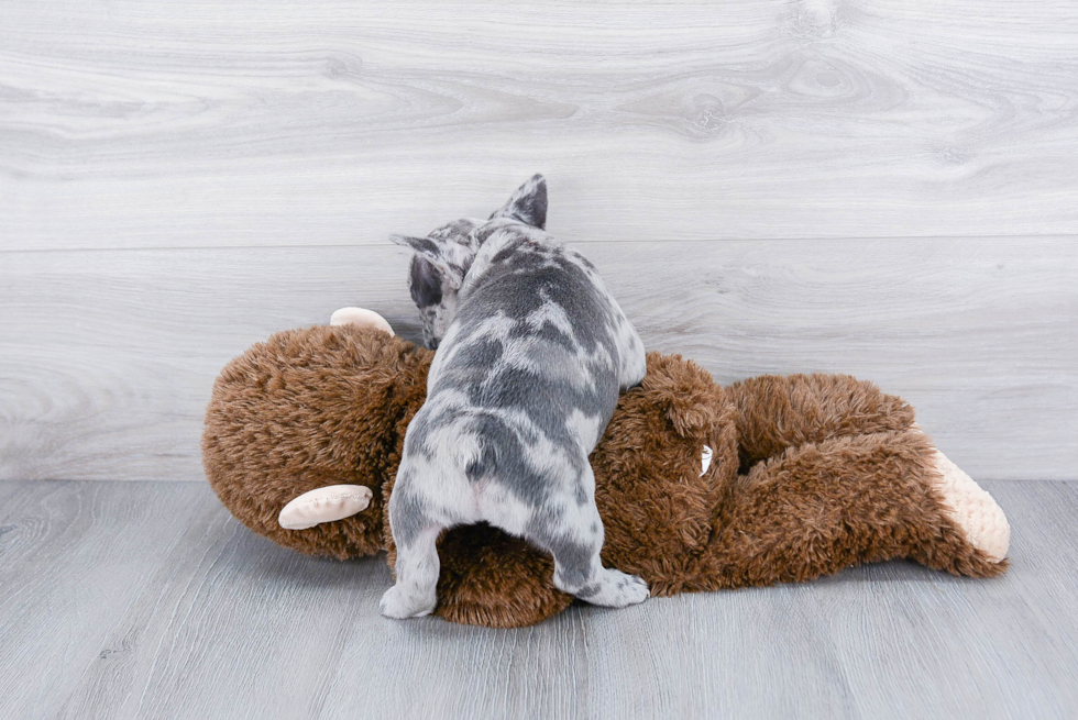 Best French Bulldog Baby
