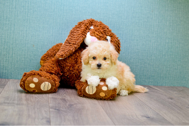 Maltipoo Pup Being Cute