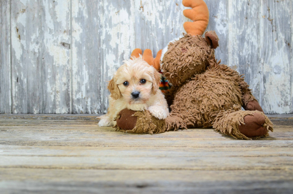 Sweet Cavapoo Baby