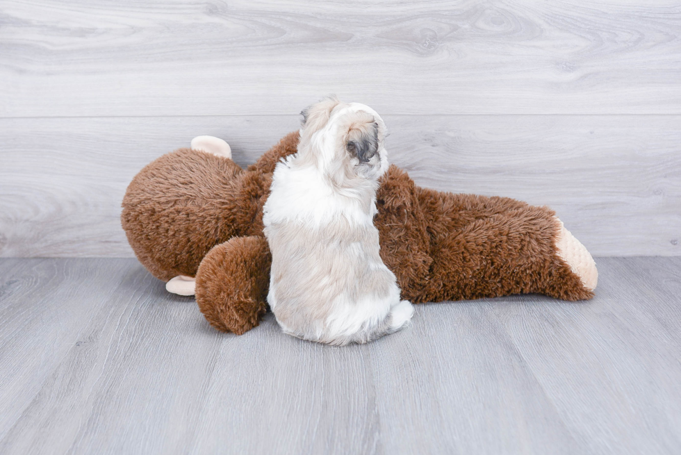 Little Havanese Purebred Pup